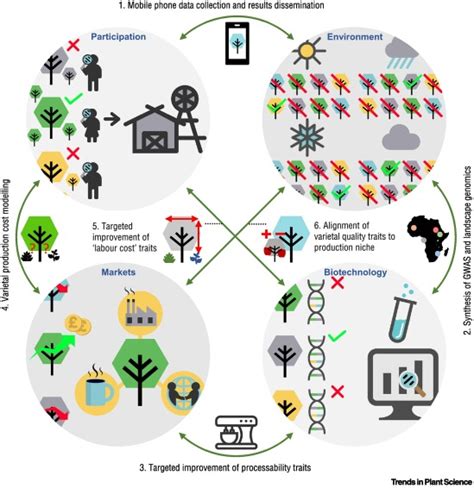 Systems Approach Plant Breeding Illustrated By Trees Trends In Plant