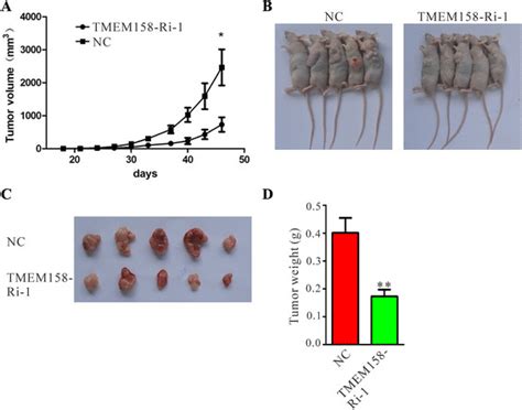 Knockdown Of TMEM158 In HO 8910 Cells Inhibited Tumorigenicity In Nude