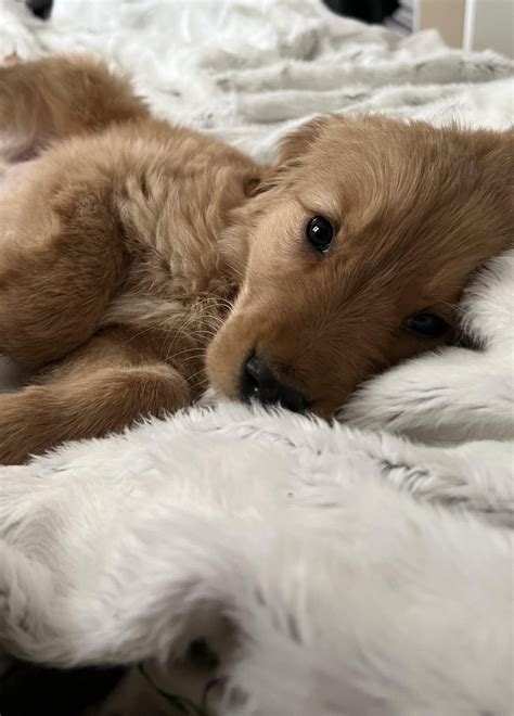 Nap Time 💤 R Goldenretrievers