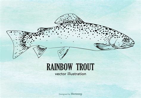 Vector Rainbow Trout 129408 Vector Art at Vecteezy