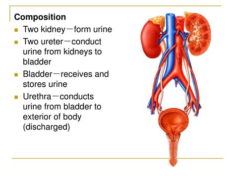 Ppt The Urinary System Powerpoint Presentation Free Download Id 404216