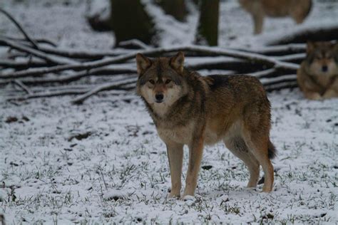 Pour protéger les loups protégeons les troupeaux besoin urgent de