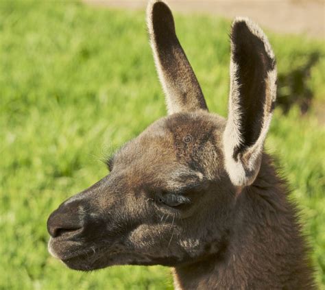 Young Llama Head Stock Image Image Of Alpaca Cling 13006081