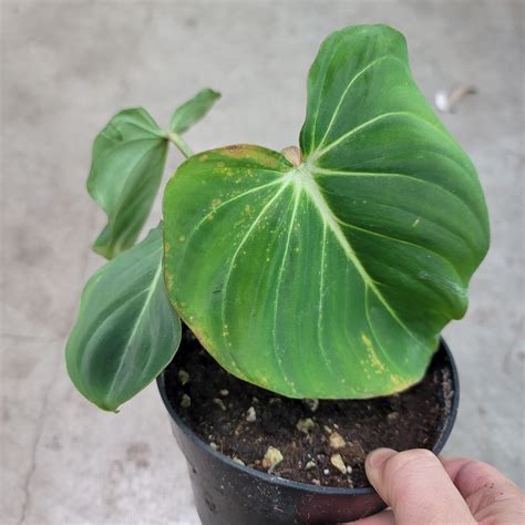 Buy Philodendron Atabapoense Plant - Pastazanum Houseplant Page 3