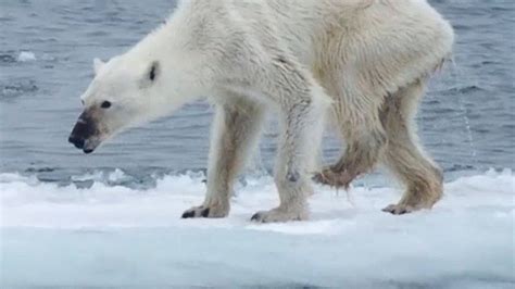 La Extinción De Los Osos Polares Es Inevitable Animales Actualidad