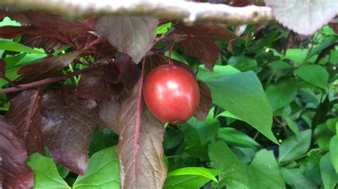 Educational Videos On Nature Purple Leaf Plum Fruit Close Up June 2017 Youtube