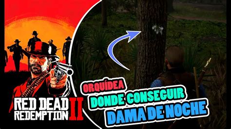 Donde Conseguir Orquidea Dama De Noche LocalizaciÓn En Red Dead Redemption 2 Rdr2 Youtube