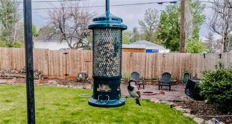 The Benefits Of Attracting Birds To Your Yard Beneath The Maple