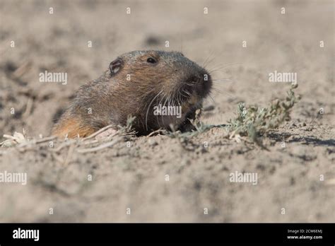 A Bottas Pocket Gopher Thomomys Bottae Peeking Out Of Its Burrow In