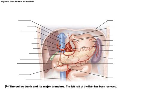 Arteries Of The Abdomen Diagram Quizlet