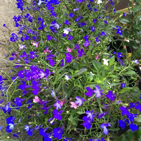 Lobelia Erinus Cascade Mixed Mix Lobelia Cascade Mix In