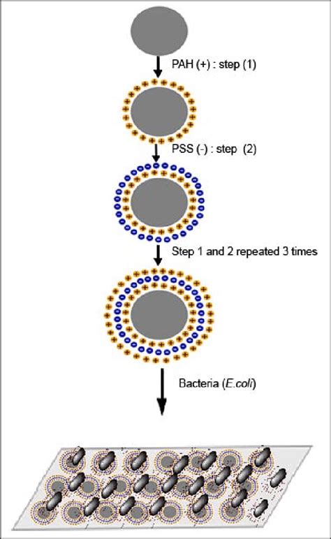 Surface Modification Procedure Download Scientific Diagram