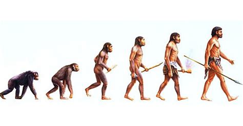 O Que Significa Primatas - O Que Quer Dizer Primatas? O Que Isso Significa? O Que São? | Mundo ...
