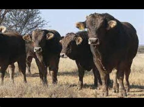 FarminginNamibia On Braunveih Cattle Smash The Like Button YouTube