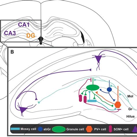 Representation Of The Dentate Gyrus Dg Ca Circuit A Schematic