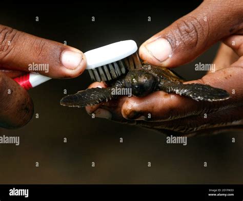 Green sea turtle predators hi-res stock photography and images - Alamy