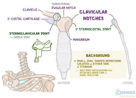 clavicular notch    location purpose   osmosis