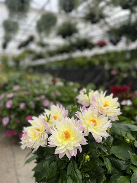 Tilbury &... - Tilbury & District Horticultural Society