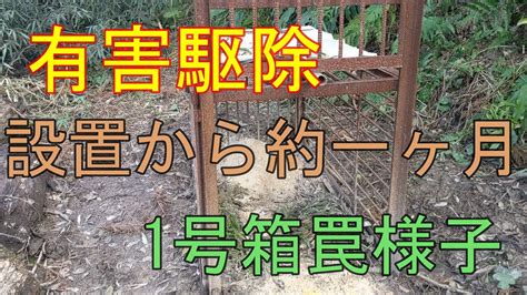 2020 1 14 設置から約1ヶ月経過の1号イノシシ箱罠の様子 トレイルカメラ再設置してきました。 Youtube