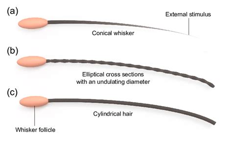 Schematic Of Different Shapes Of Animal Whisker Interacting With An