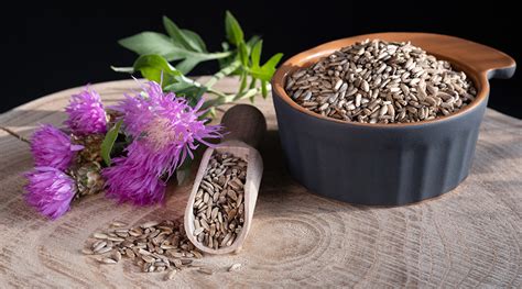 Milk Thistle Benefits Uses And Side Effects Your Guide