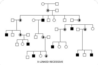 Free Online Genogram Maker | EdrawMax Online