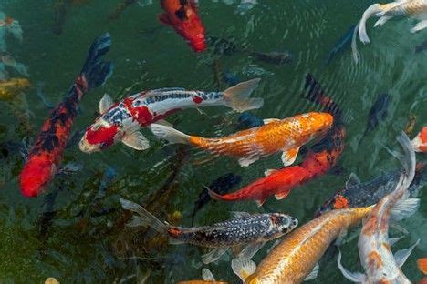 How To Make Diy Koi Food How To Make Healthy And Nutritious Koi Food At
