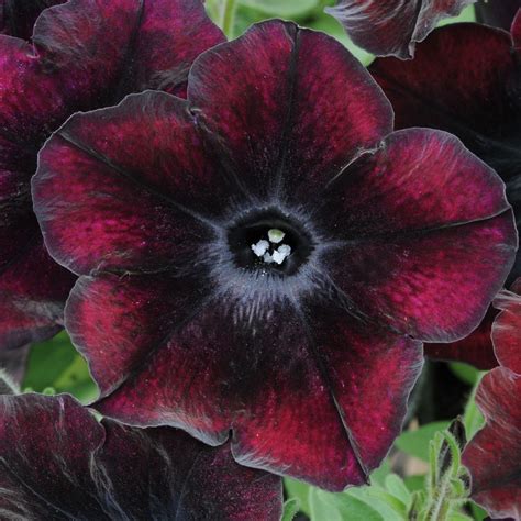 Petunia 'Black Cherry' in 2024 | Petunia flower, Petunias, Gothic flowers