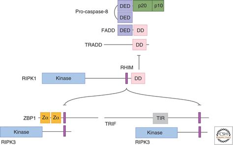 multitasking kinase ripk regulates cell death  inflammation