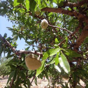 Cu Ntas Variedades De Almendros Hay En Espa A Made In Jijona