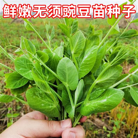 鮮嫩無須豌豆苗種子豌豆尖荷蘭豆種籽秋播種農家菜園庭院蔬菜種孑 Taobao