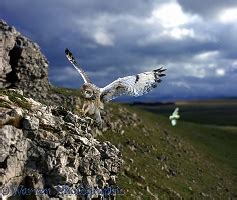 Animals in Action Pictures | Short-eared Owl Flying, WP00088.