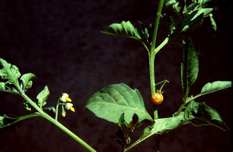 Solanum Nigrum Solanaceae Image 221786 At PhytoImages Siu Edu