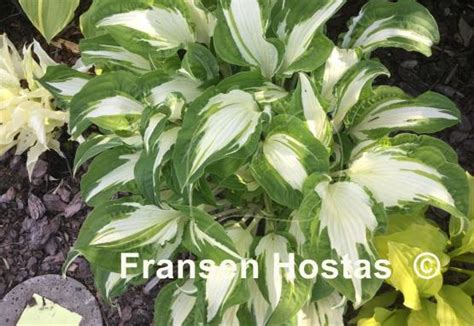 Hosta White Christmas - Fransen Hostas