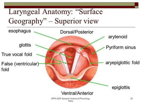 Pyriform Sinus Anatomy - Anatomy Book