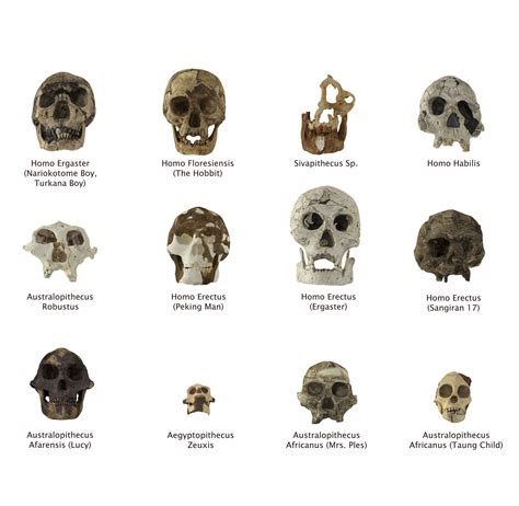 Homo Floresiensis skull 3D model 3D printable | CGTrader