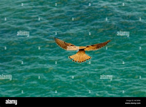 Kestral Sea Hi Res Stock Photography And Images Alamy