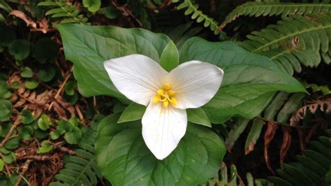 All About Oregon Wildflowers Travel Oregon