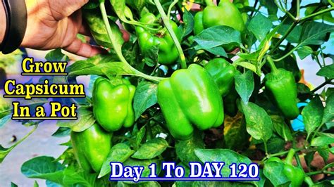 How To Grow Capsicum Bell Pepper From Seeds Seeds To Harvest Youtube