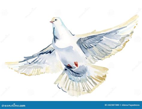 Flying White Dove Watercolor Illustration White Pigeon Isolated On