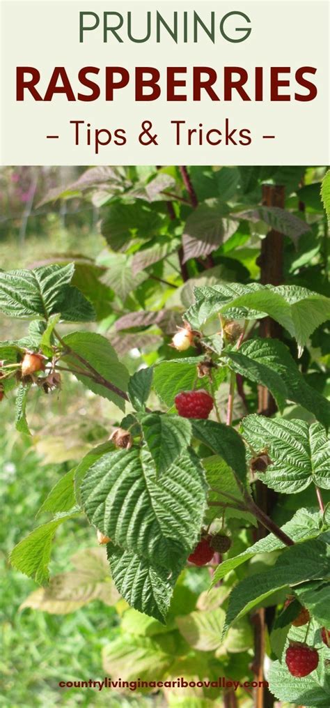 How To Maintain A Raspberry Patch How To Prune Raspberry Plants Raspberry Plants Berry