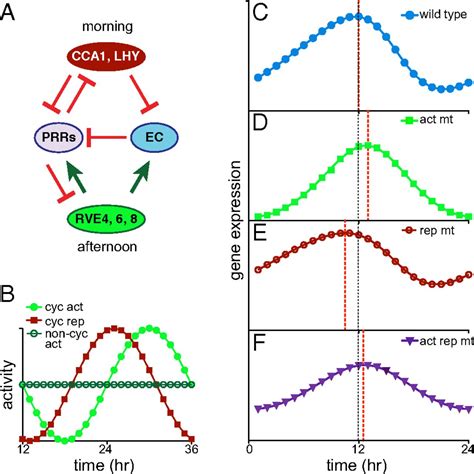 Molecular Clock Biology