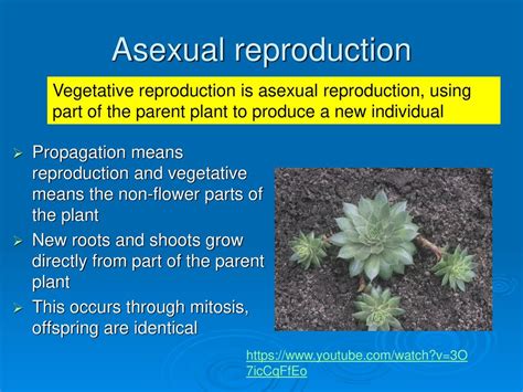 C40 Sexual Reproduction In Flowering Plants Ppt Download