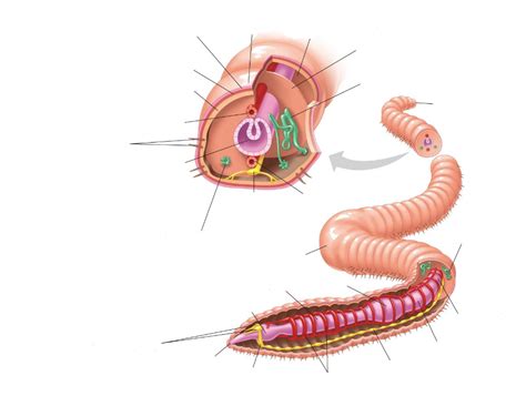 Annelids Diagram | Quizlet