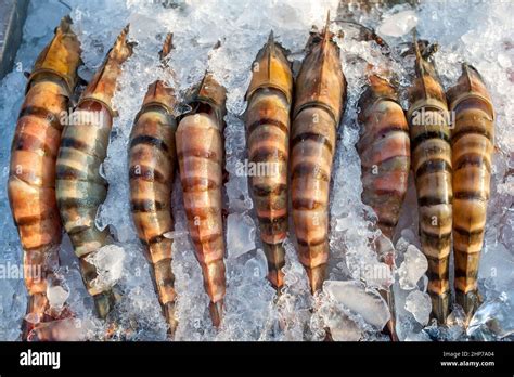 Seafood On Display At The Famous Night Market In Hua Hin Hua Hin Is