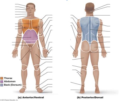 Honors Anatomy Major Diagrams No Tissues Diagram Quizlet