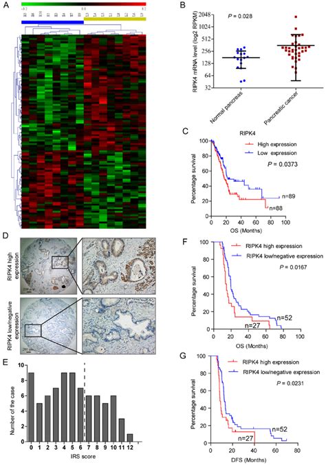 Receptor Interacting Protein Kinases 4 Ripk4 Expression Is Download Scientific Diagram