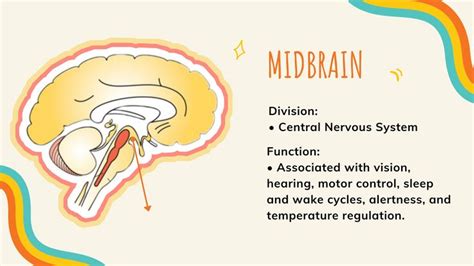 Midbrain | Autonomic nervous system, Central nervous system, Nervous system