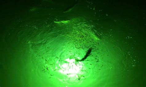 Underwater Fish Lights Greenglowdocklight By Green Glow Dock