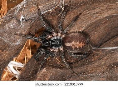 Ischnothele Guianensis Scatterweb Spiders Species Spiders Stock Photo 2210015999 | Shutterstock